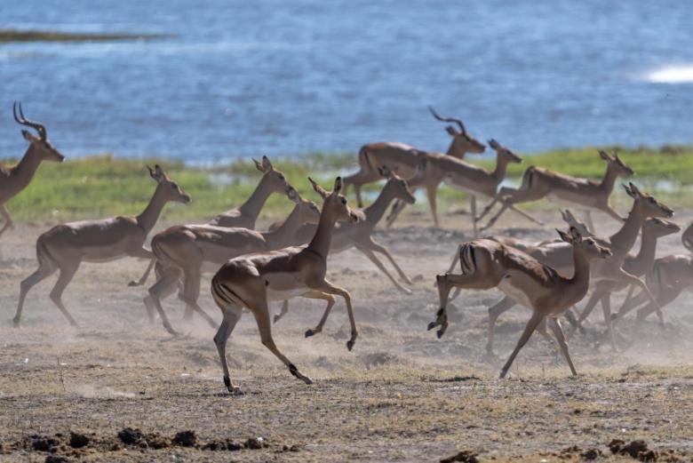 Jackalberry Chobe Hotel Kasane Exterior foto